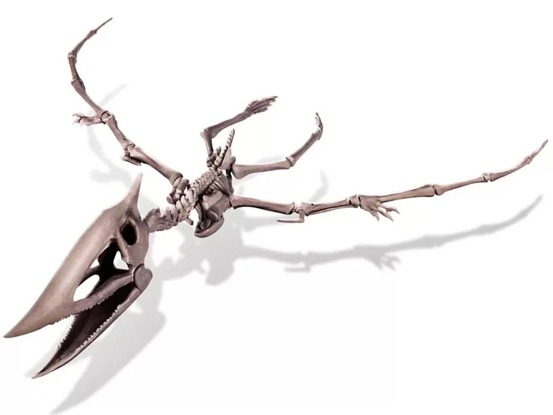 Kit DAM - Déterre ton dinosaure - Pteranodon - Image 5
