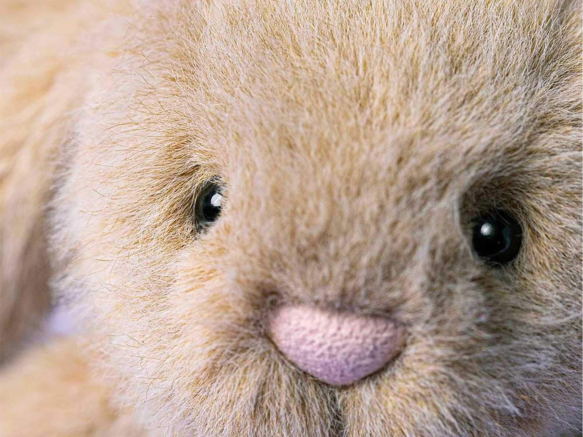 Peluche petit Lapin Flufflet couleur Avoine - Jellycat - Image 5